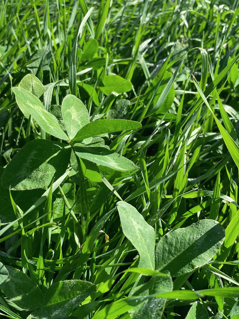 140 XL Alfalfa Mix
